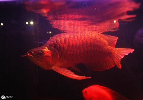 陽台種蔬菜 紅龍魚飼養